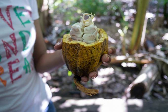 Cocoa beans