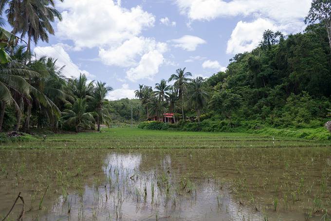 Lush paddy fields