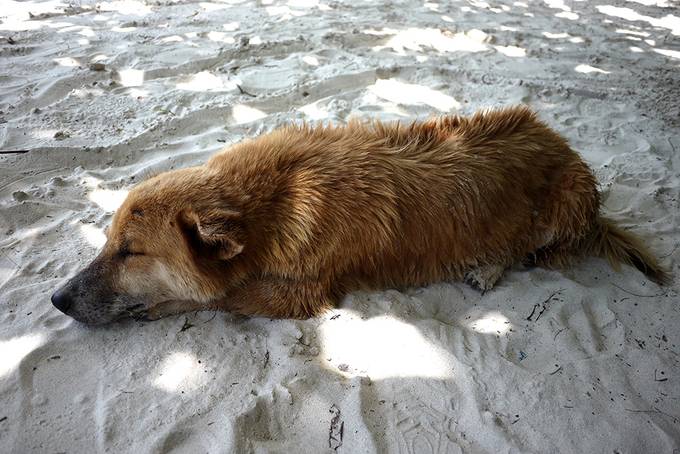 Sleeping soi dog