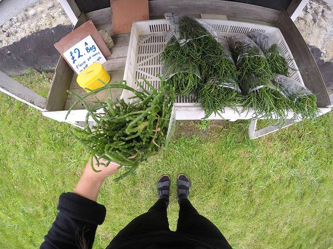 Buying samphire