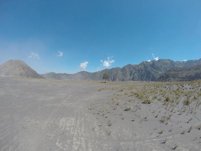 A single tree in the dust