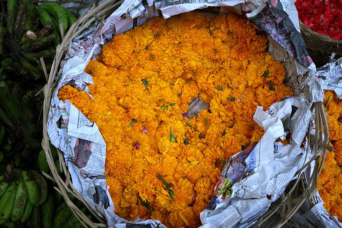 Orange flowers for sale