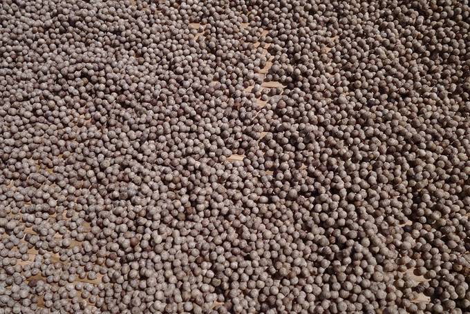 Peppercorns drying in the sun