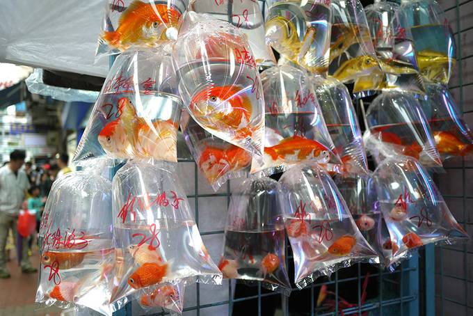 Hong Kong goldfish market