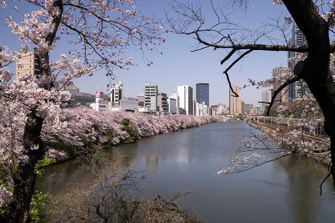 Tokyo: fish markets, robots and cherry blossom