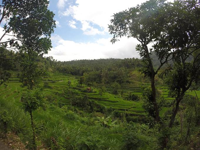 Rice terrace