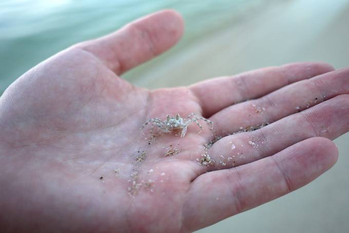 Holding a tiny crab