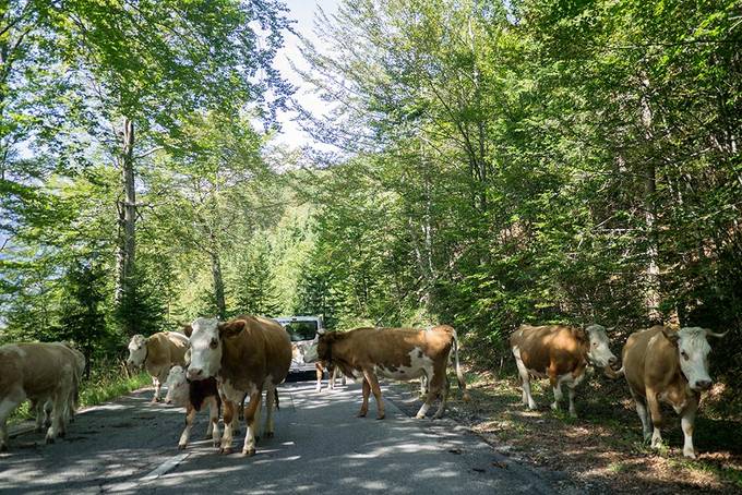 Cows crossing the road
