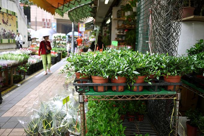 Hong Kong plant stall