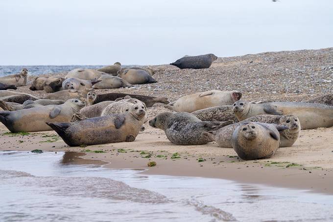 The seals