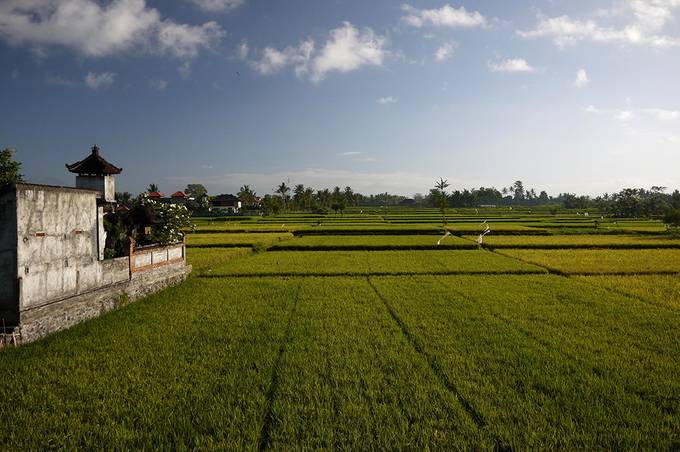 Rice paddy view from the balcony